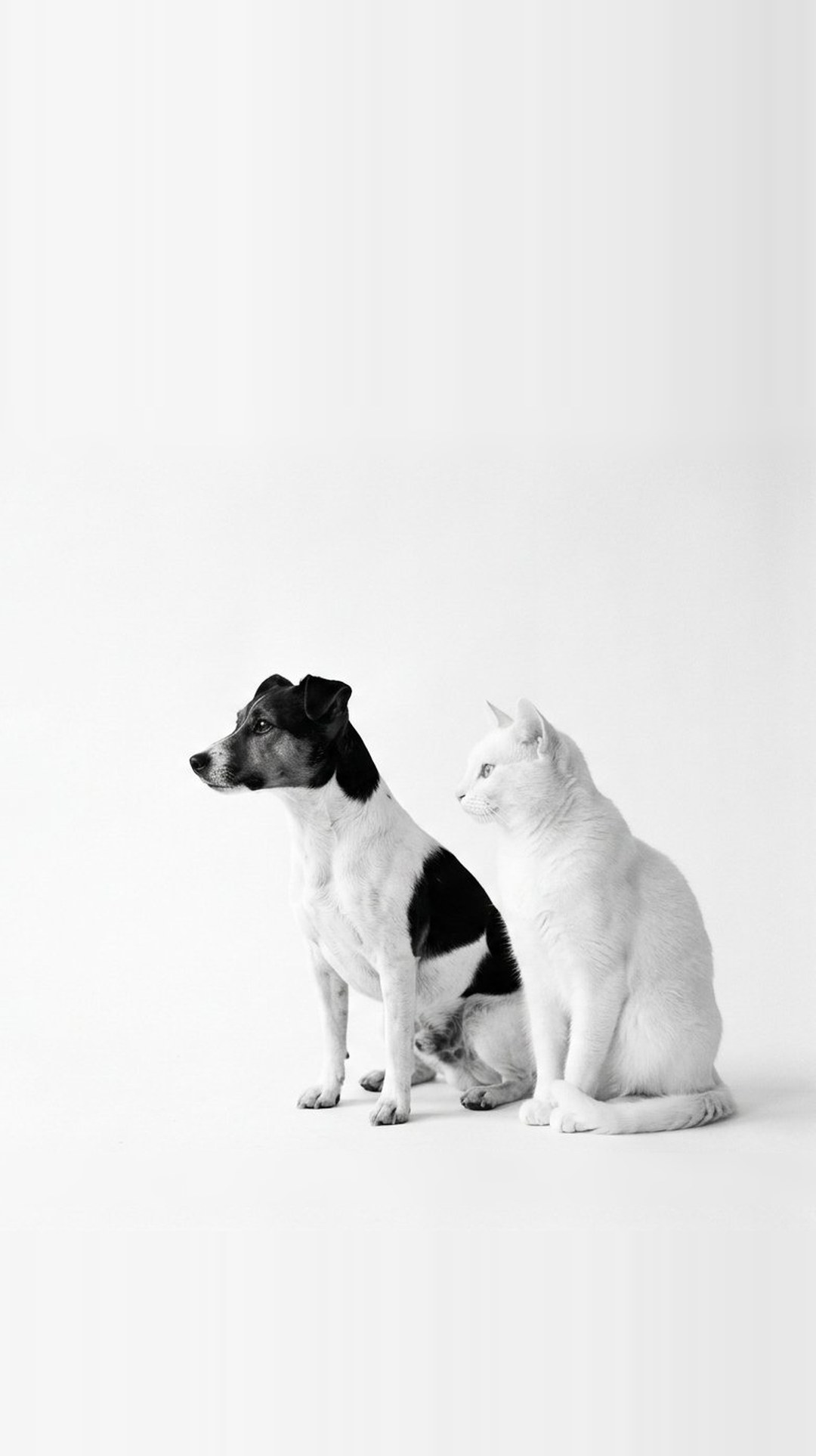 Un perro y un gato juntos sobre fondo blanco