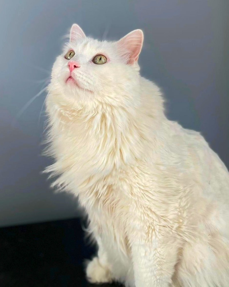 Khalid, un gato blanco de pelo largo, mirando hacia arriba