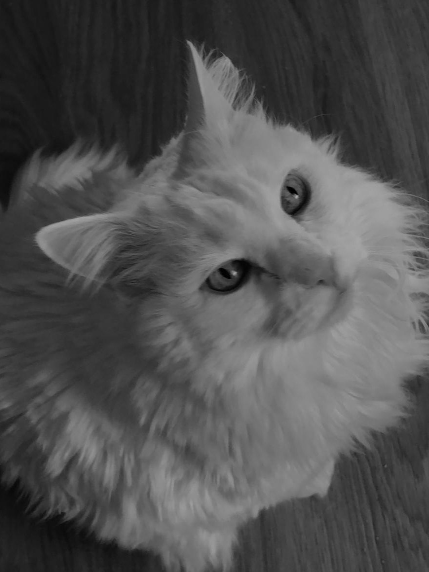 Khalid, el gato blanco de pelo largo y ojos claros de la familia